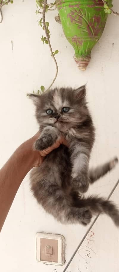 pershian kittens