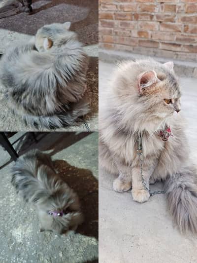 Mini punch triple coat baby face