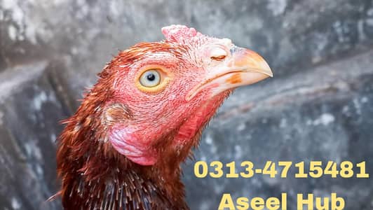 LAKHA | ASEEL | SINDHI | PATHA