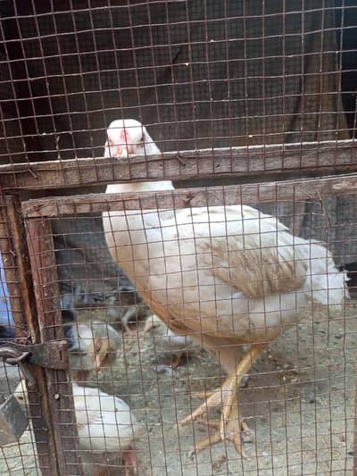 Heera Maadi With Chicks