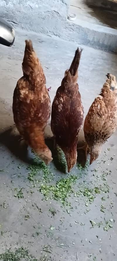 1 Murga and 2 Murgiya