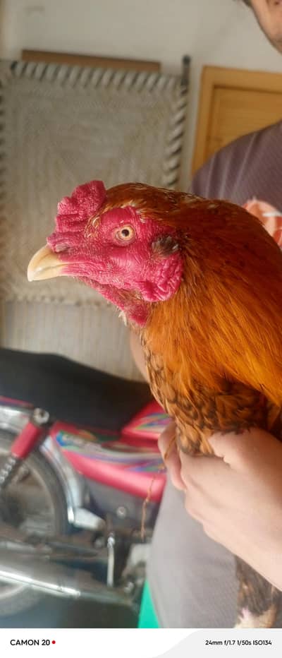 Big Size Aseel Murga