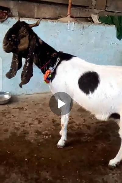 4 dant pateri Bakri ek bacha ka sath  add pura perh kr rabta kerna