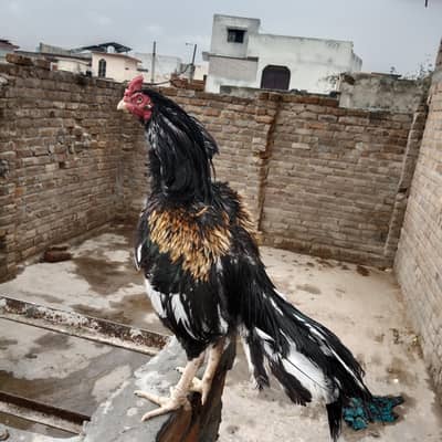 aseel patha hai Achi quality ka hai