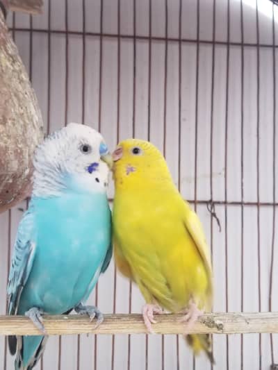 breder pair for sal 033387598