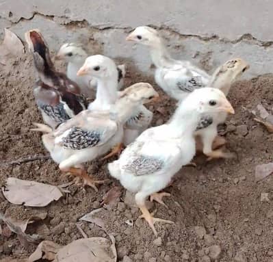 Aseel chicks /Aseel (03094365431)