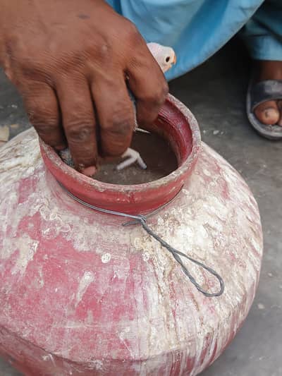 chicek h 25 days k MASHALLAH  MASHALLAH