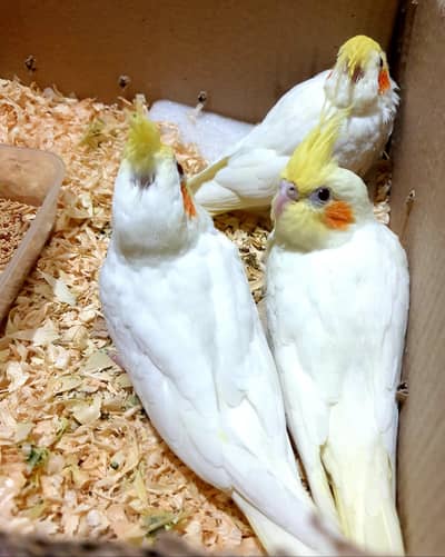 cocktail for hand tamed