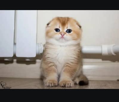Scottish fold kittin for sell. 0313 4935014