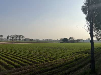 158 Kanal Land Cutting For Farm Houses 3 Side Open 5000 Feet Front In Roads