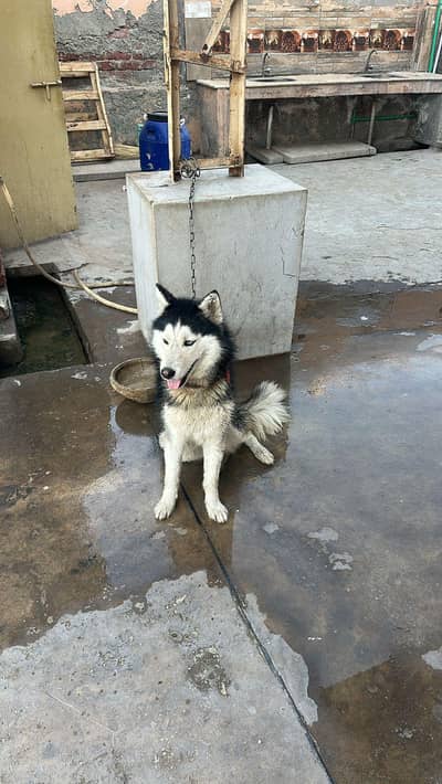 Healthy Husky Female