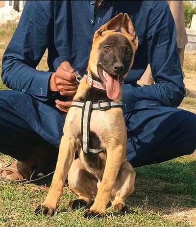 Belgian Malinois | Belgian Shepherd | Puupy | Dog for sale