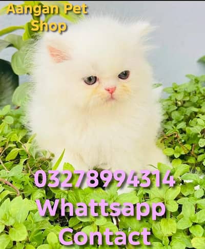 Cute Healthy Vaccinated Cats Available – Home Raised