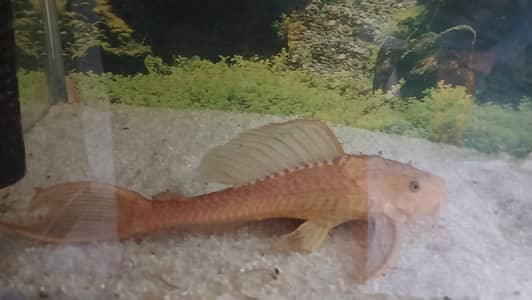Albino Cat Fish Golden