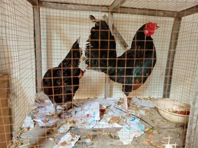 english game k 2 pairs hen 1 black full 1 brown wala eggs dy rahay hen