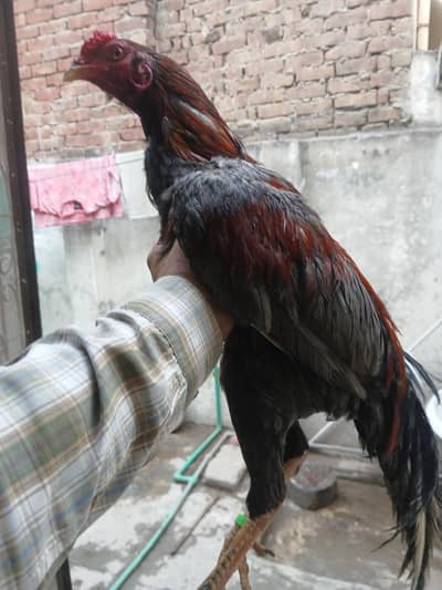 thai cross patha  sale aor exchange