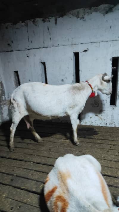 barbri teddy 3.3. 4.4 bachy Denny wali