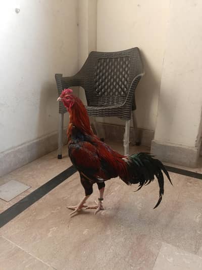 Aseel Murgha Healthy active