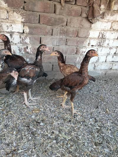 1500 par pis fanal mely ge