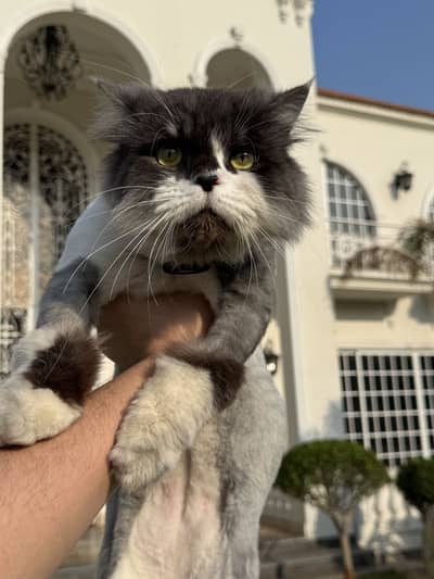 Lost cat found