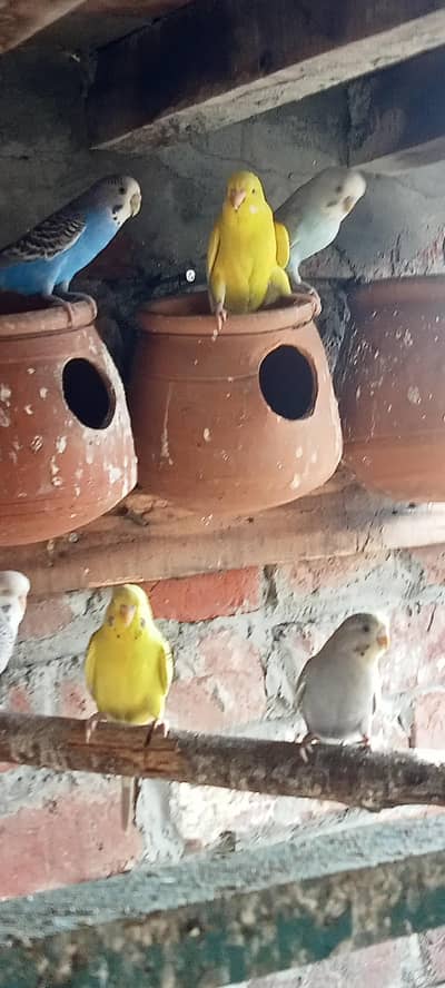 lovebirds and bajri pairs