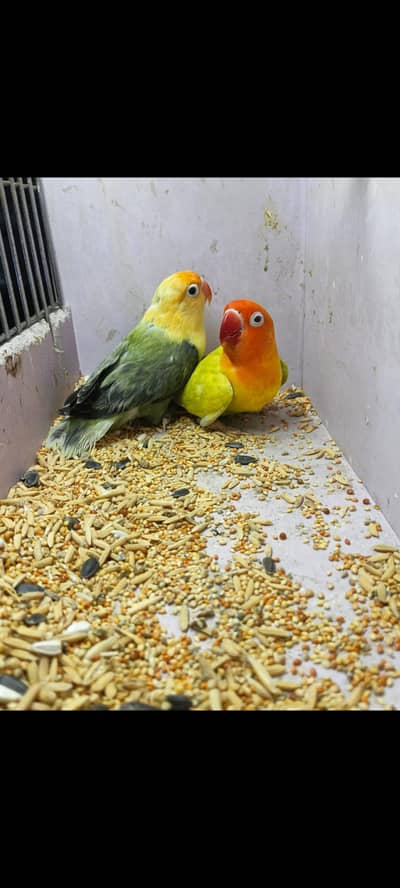 parblu olpline green pale fellow