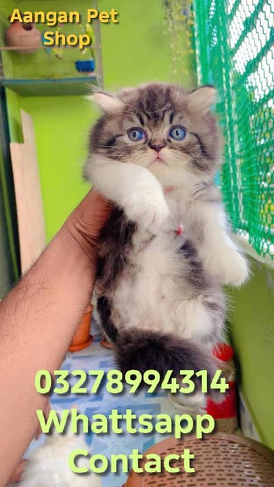Cute Healthy Vaccinated Cats Available – Home Raised