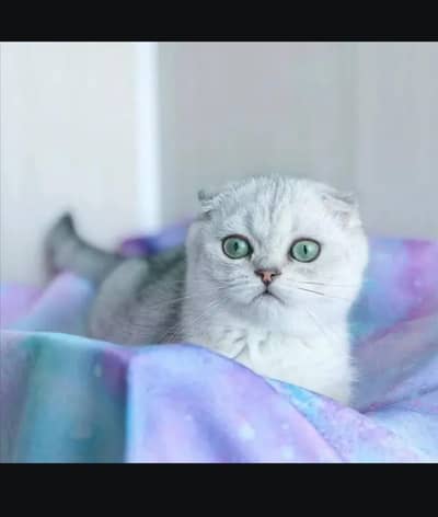 Scottish fold kittin . 0313 4935014