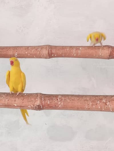 yellow. white Ringneck good qlty pair  03155834409