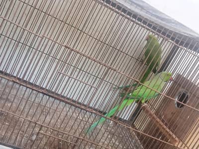 green ringneck pair