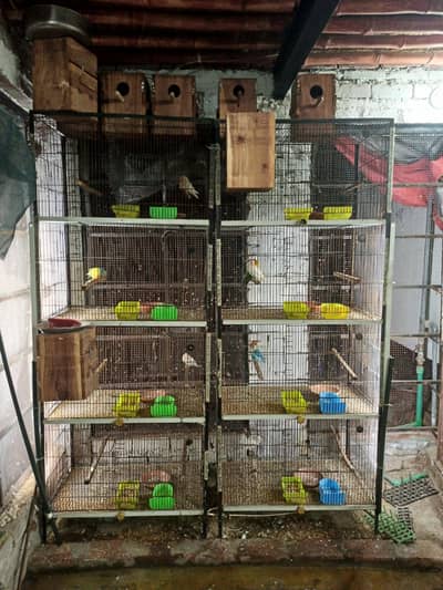 love birds and cages for sale in Lahore