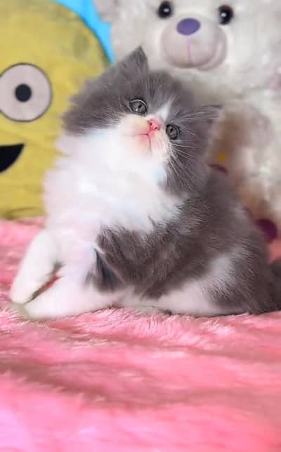 Persian Cats & Kittens for Sale may WhatsApp 03126762031
