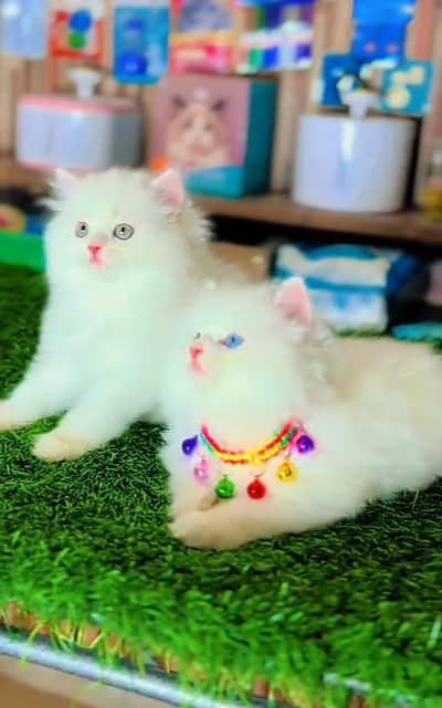 Persian Cats & Kittens for Sale may WhatsApp 03126762031