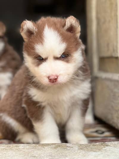 Extreme Quality Wolly Coat Siberian Husky Puppies Available