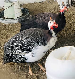 guinea fowl