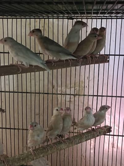 fawn java color wash ho gay pathy