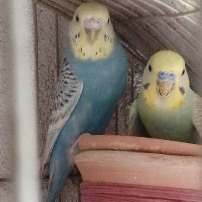 rainbow budgies
