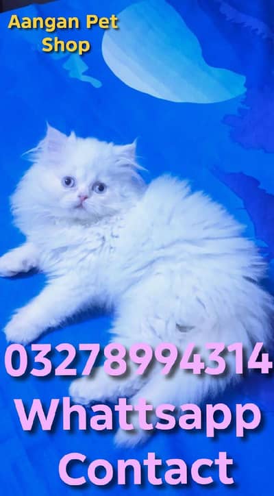 Cute Healthy Vaccinated Cats Available – Home Raised