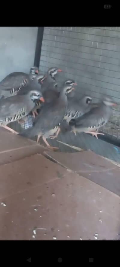 Bird Breeding Pair Available – Healthy & Active