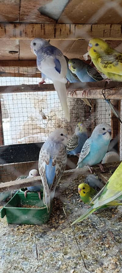 budgies pathay for sale 800 pair