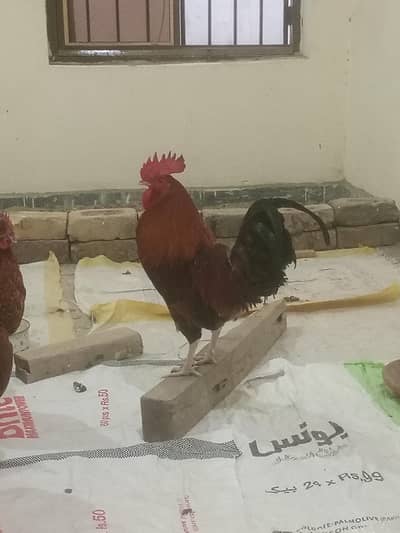 Game fowl rooster for sale
