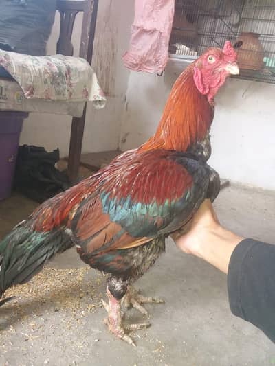 Top quality pure aseel