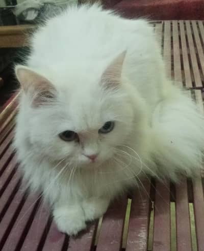 1 years old female cat triple coated Persian