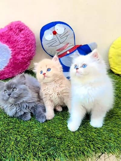 Persian Cats & Kittens for Sale may WhatsApp 03126762031