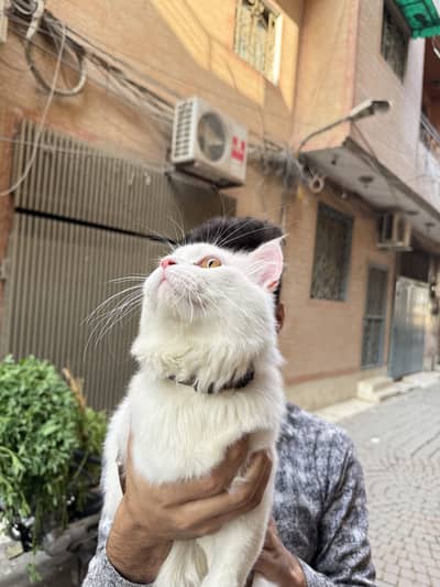 Persian Male cat