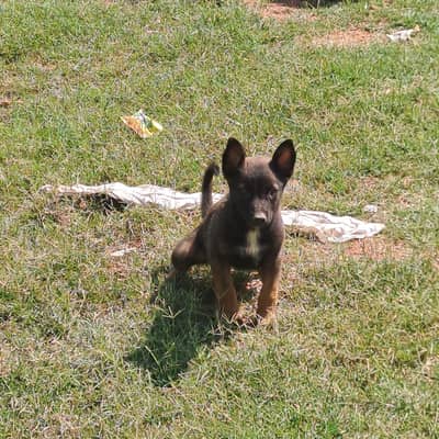 belgian melanoise k9