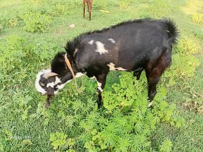 Bakra For Qurbani 2026