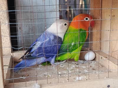 Lovebird pairs