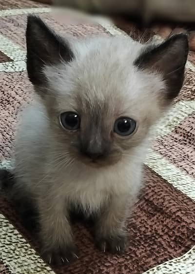SIAMSE KITTEN FOR SALE
