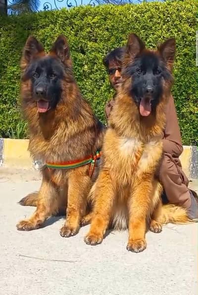 German shephard male female long cot for sale